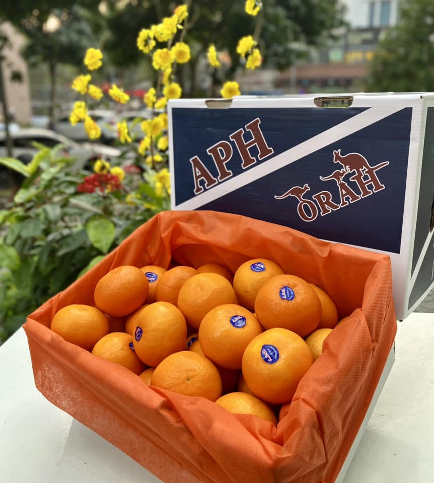 Quýt APH